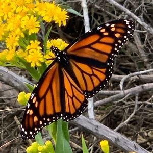 Meet your Posher, Stacey